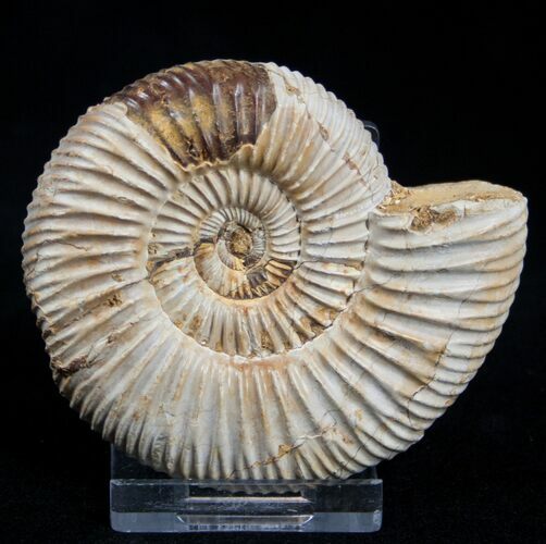 Inch Perisphinctes Ammonite - Jurassic #1956